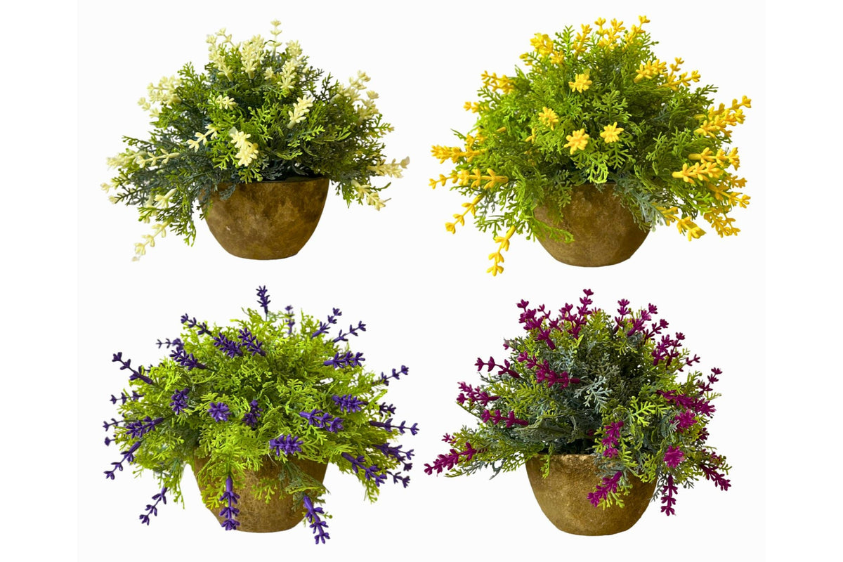 Lavender Plant 4 Asstd
