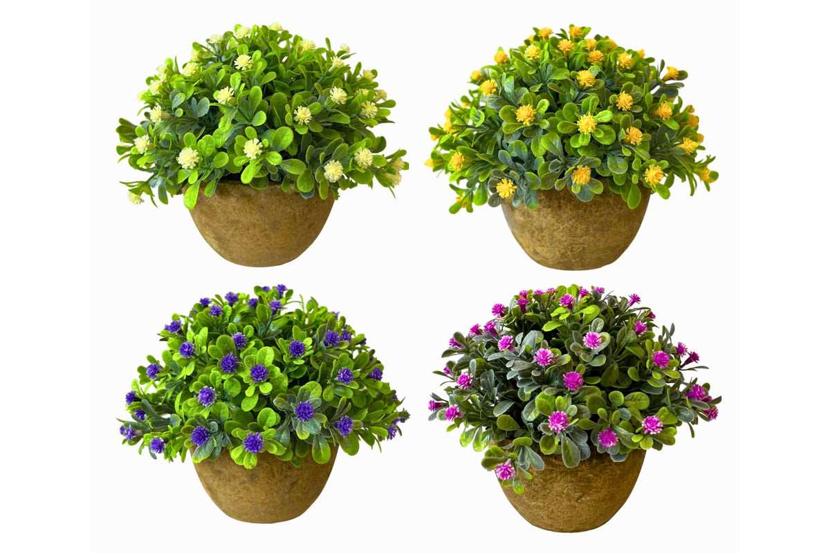 Babysbreath Potted 4 Asstd