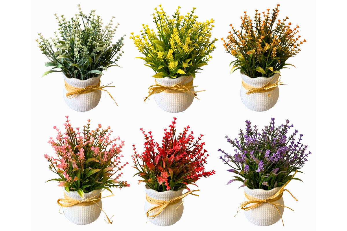 Lavender Plant 6 Asstd