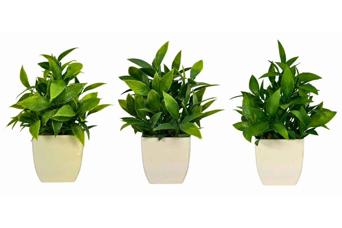 Pepper leaf potted 3 Asstd