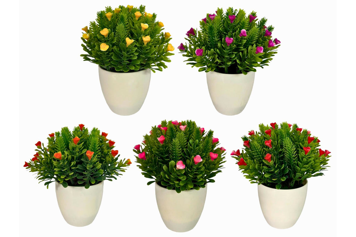 Little Rose Potted 5 Asstd