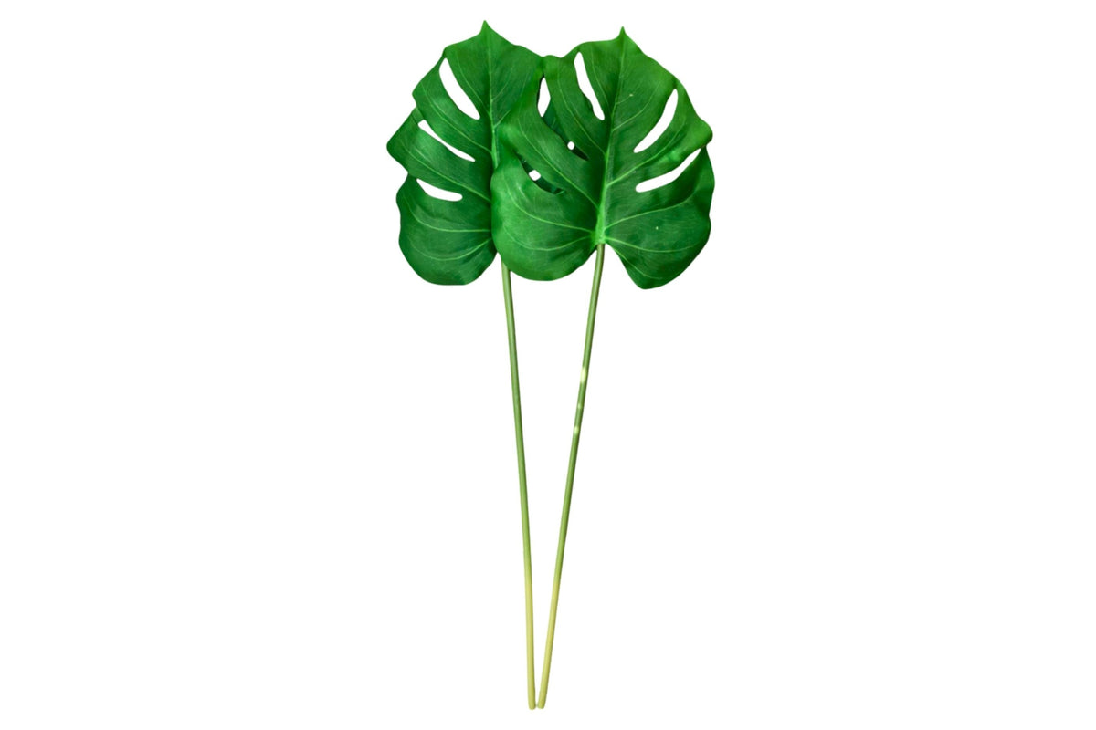 Swiss Cheese Plant 76x24cm
