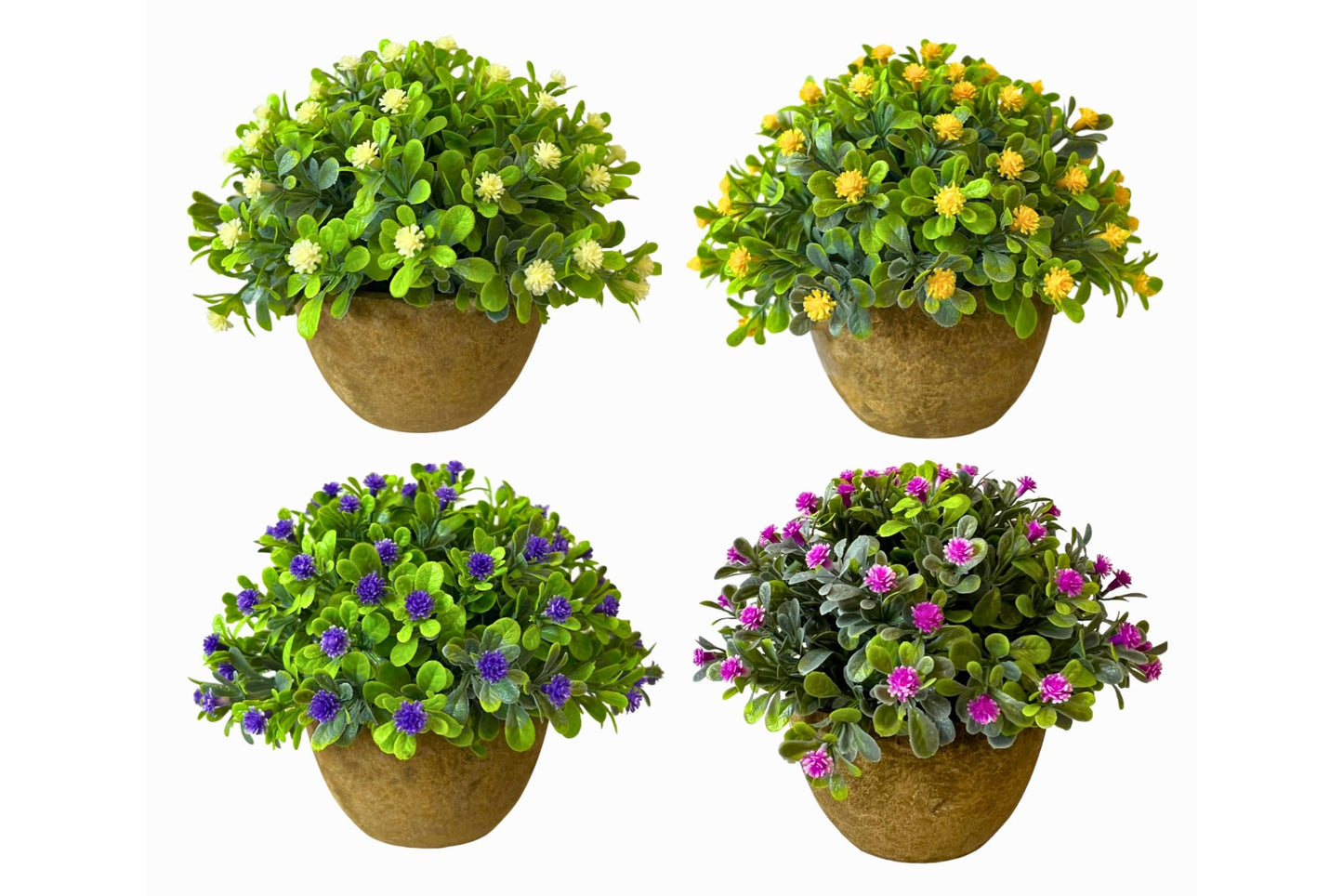 Babysbreath Potted 4 Asstd