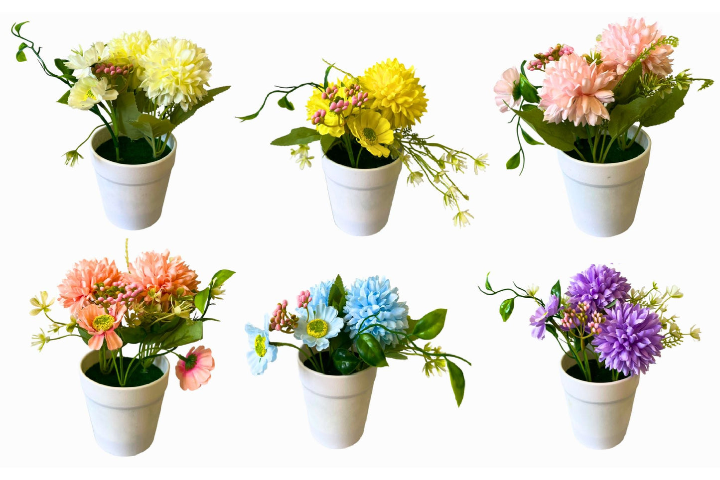 Chrysanthemum potted plants  6 asstd