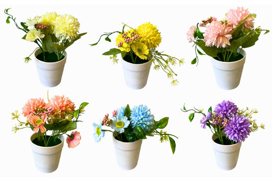 Chrysanthemum potted plants  6 asstd