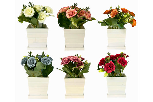 Rose Potted Plants  6 Asstd