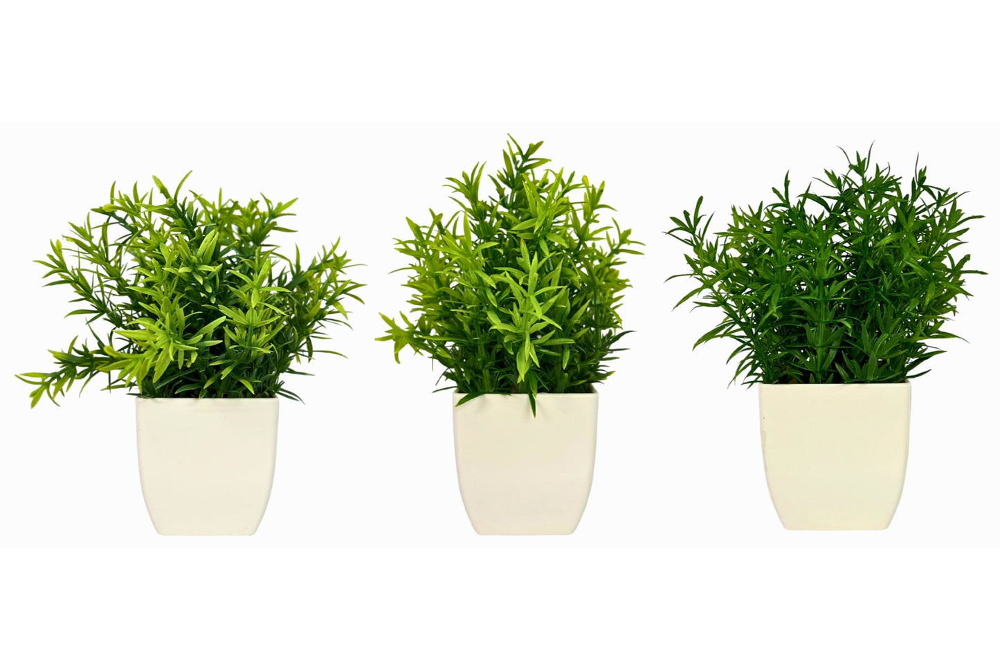 Snake Bamboo Grass Potted Plants 3 Asstd