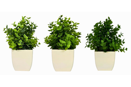 Eucalyptus potted plants  3 Asstd