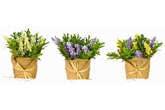 Lavender plant  3 asstd