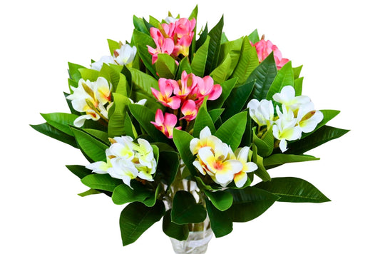Plumeria Rubra 60cm 3 Asstd
