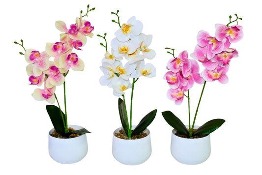 2 Branches Moth Orchid w/Pot 35cm 3 Asstd